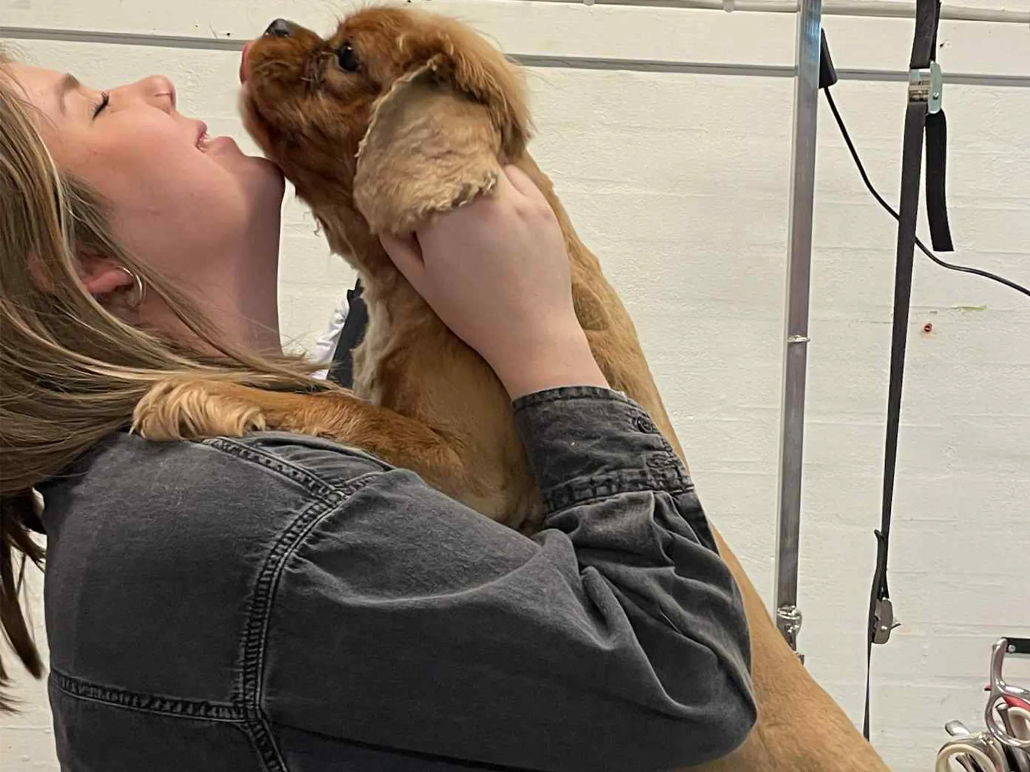 Skive Hundesalon - vores historie